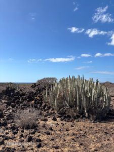malpais de rasca tenerife