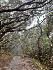 drumetie tenerife
